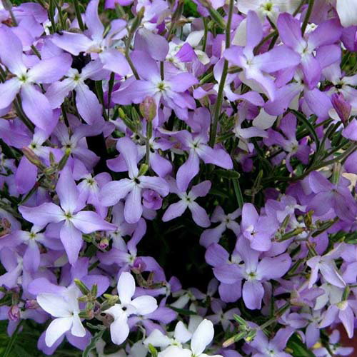Matthiola Bicornis