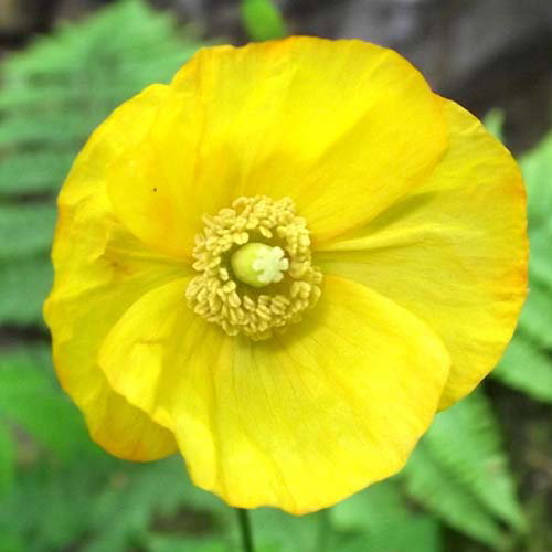 Meconopsis Cambrica Yellow