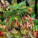Melianthus Comosus