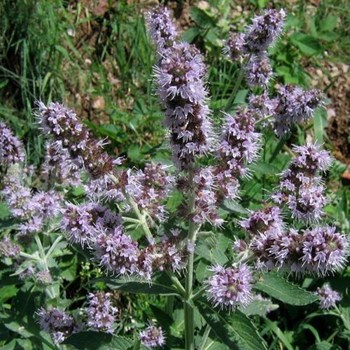 Mentha Longifolia