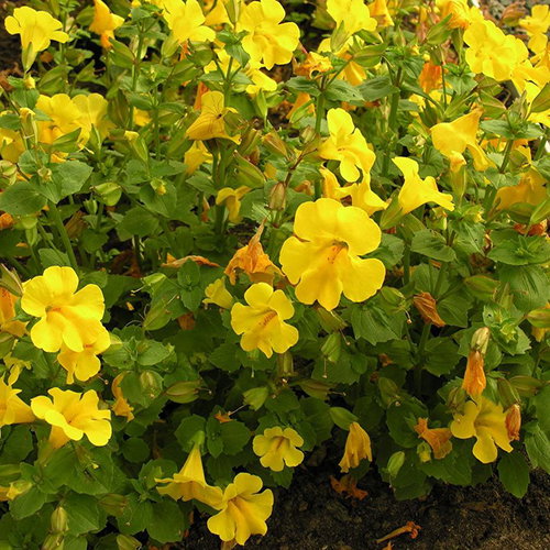 Mimulus Guttatus