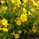 Mimulus Guttatus