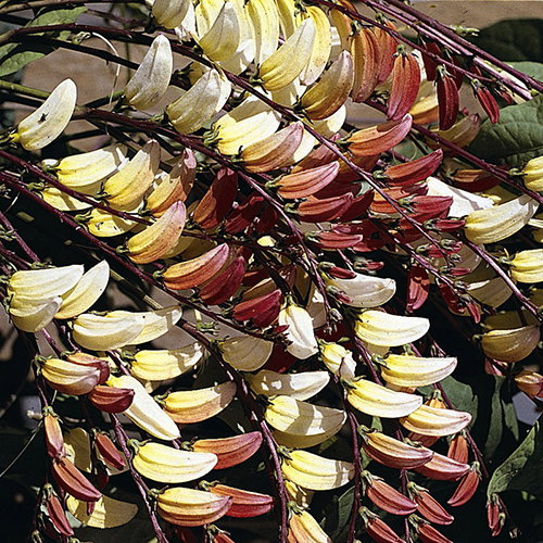 Mina Lobata