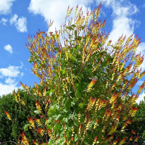 Mina Ipomoea Lobata