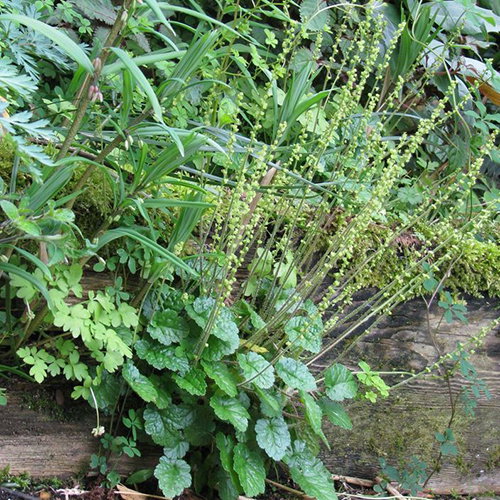 Mitella Breweri