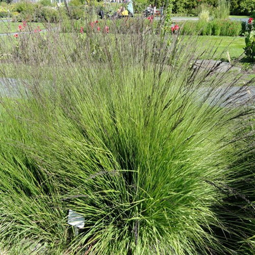 Molina Caerulea