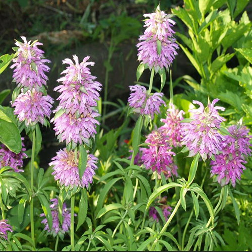 Monarda Citriodora