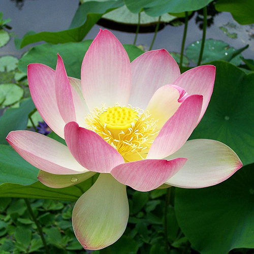 Nelumbo Nucifera