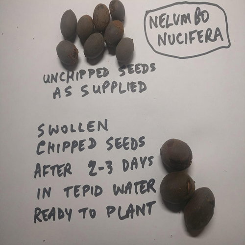 Nelumbo Nucifera Seeds