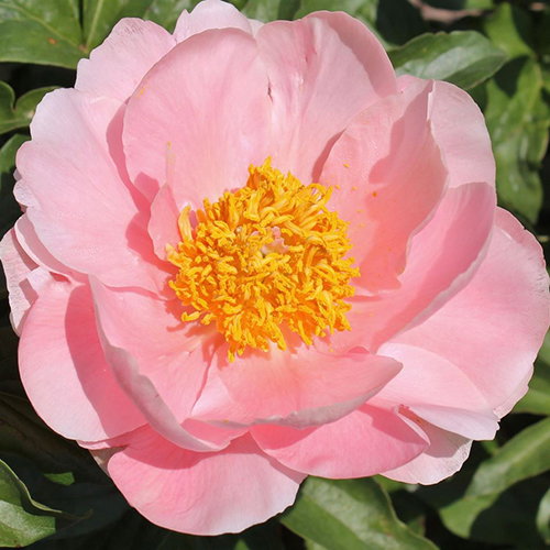 Paeonia Carter Moore Mix