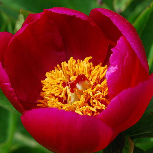 Paeonia Officinalis