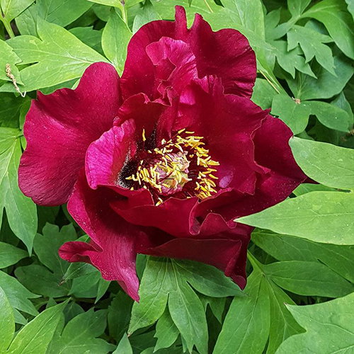 Paeonia Tree Form Mixture