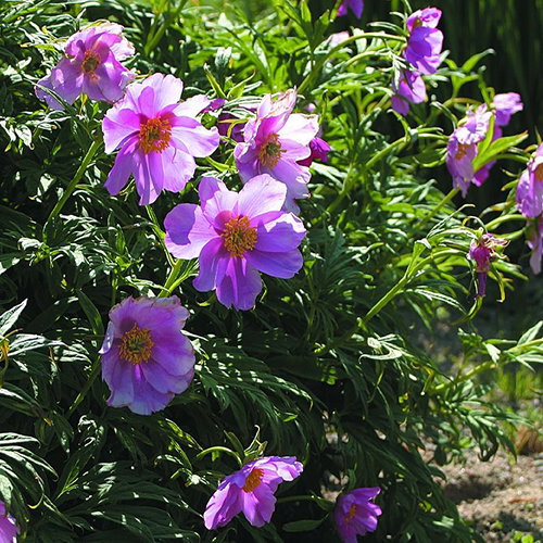 Paeonia Veitchii