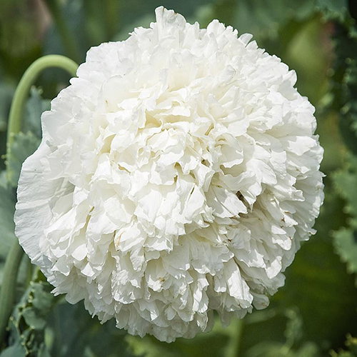 Papaver Paeonyflorum White Cloud