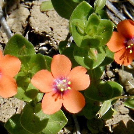 Anagallis Arvensis