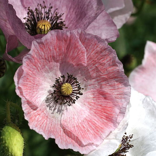 Papaver Rhoeas Mother Of Pearl