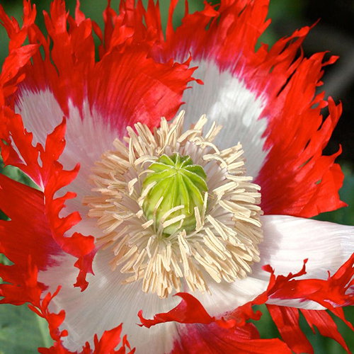 Papaver Somniferum Danebrog