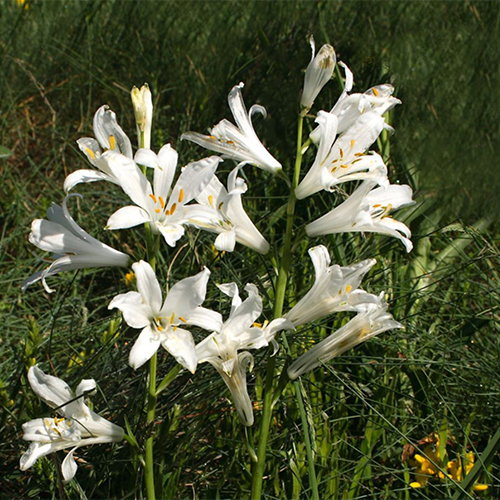 Paradesia Liliastrum