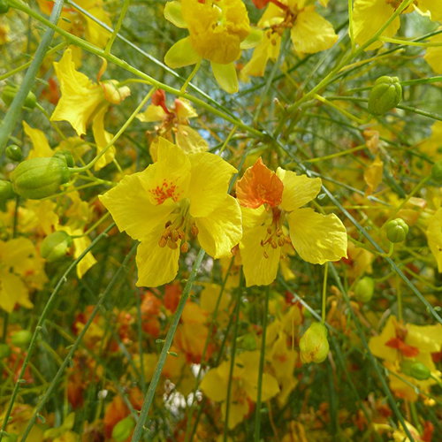 Parkinsonia Aculeata
