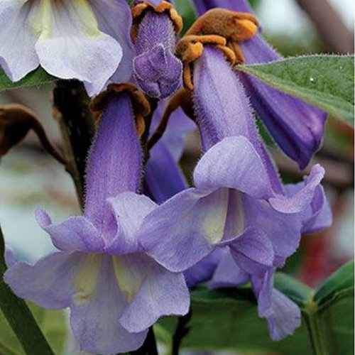 Paulownia Tomentose