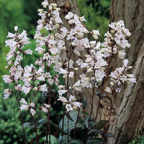 Penstemon Digitalis Husker Red