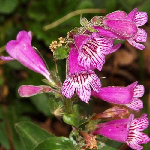 Penstemon Mexicanus