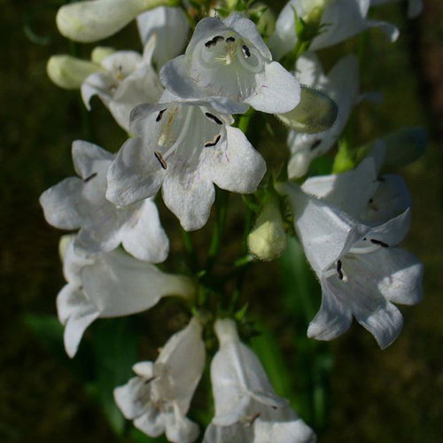 Penstemon Multiflorus