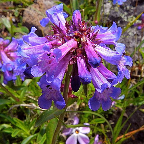 Penstemon Procerus Brachyanthus