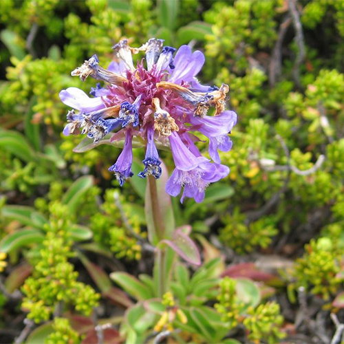 Penstemon Procerus Tolmiei