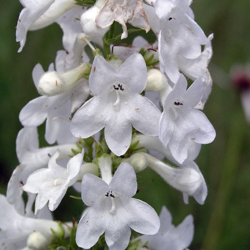 Penstemon Tubaeflorus