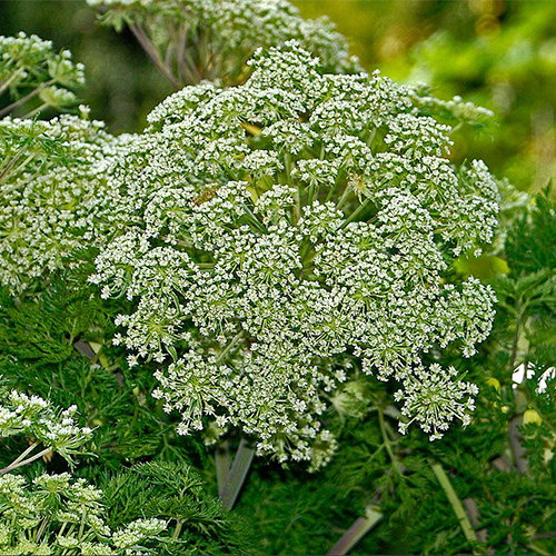 Peucedanum Rablense