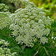 Peucedanum Rablense