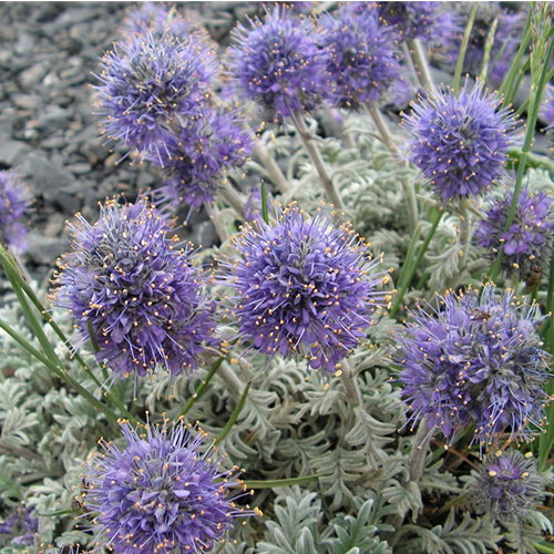 Phacelia Sericea