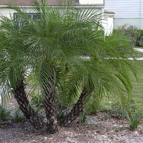Phoenix Roebelinii