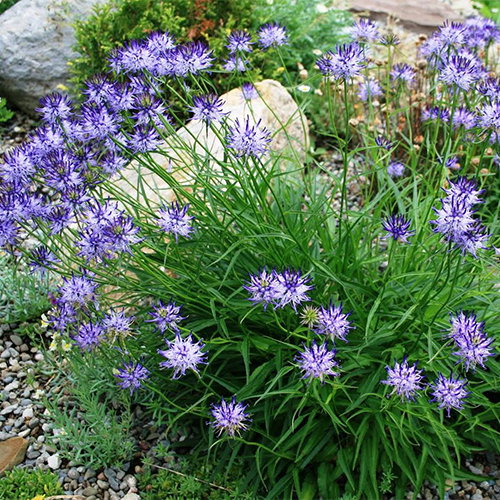 Phyteuma Scheuchzeri
