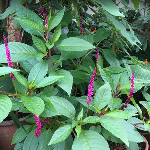 Phytolacca Laka Boom Mike Clifford