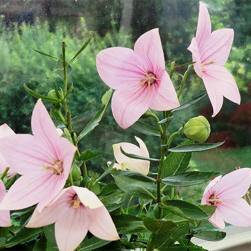 Platycodon Grandiflorus Pink