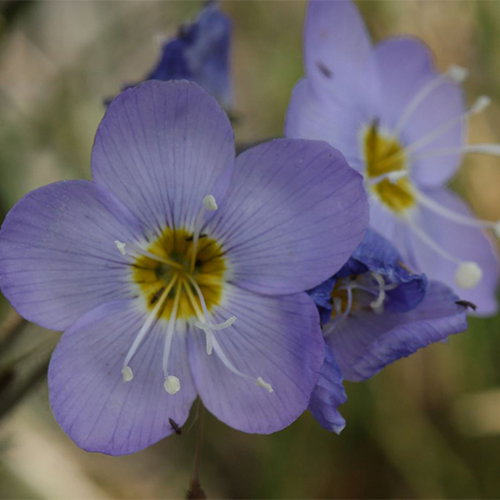 Polemonium Boreale