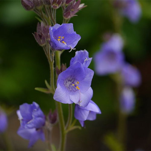 Polemonium Caeruleum Himalayanum