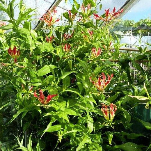 Gloriosa Rothschildiana