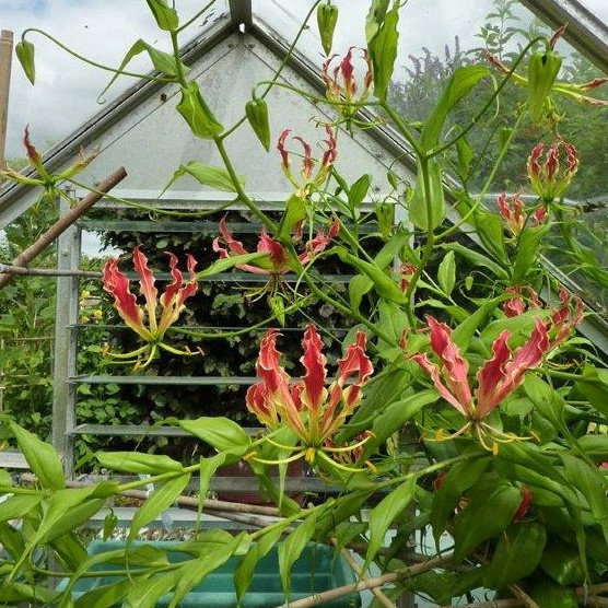 Gloriosa Rothschildiana