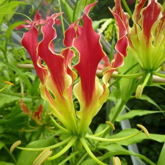 Gloriosa Rothschildiana