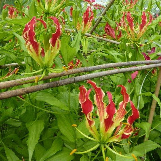 Gloriosa Rothschildiana