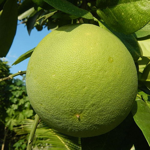 Citrus Maxima