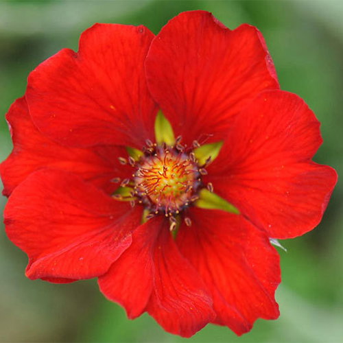 Potentilla Scarlet Starlet