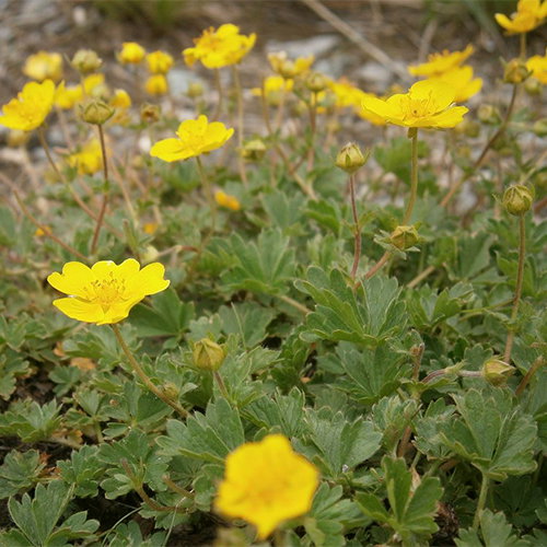 Potentilla Crantzii