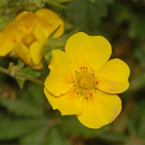 Potentilla Delphinensis