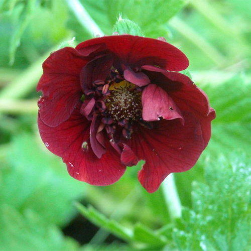 Potentilla Etna