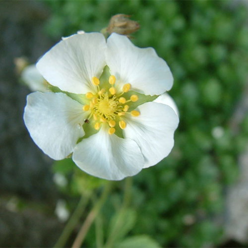 Potentilla Montenegrina