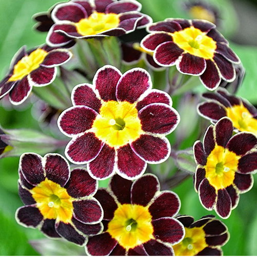 Primula Gold Laced Reds
